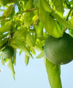 Brighter Blooms Persian 'Bearss' Lime Bush