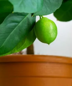 Brighter Blooms Persian 'Bearss' Lime Bush 8 Brighter Blooms Persian 'Bearss' Lime Bush