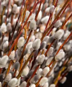 Brighter Blooms White Pussy Willow