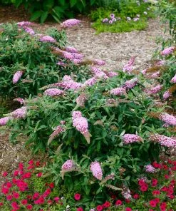 Brighter Blooms Pugster Pink® Butterfly Bush 5 Brighter Blooms Pugster Pink® Butterfly Bush