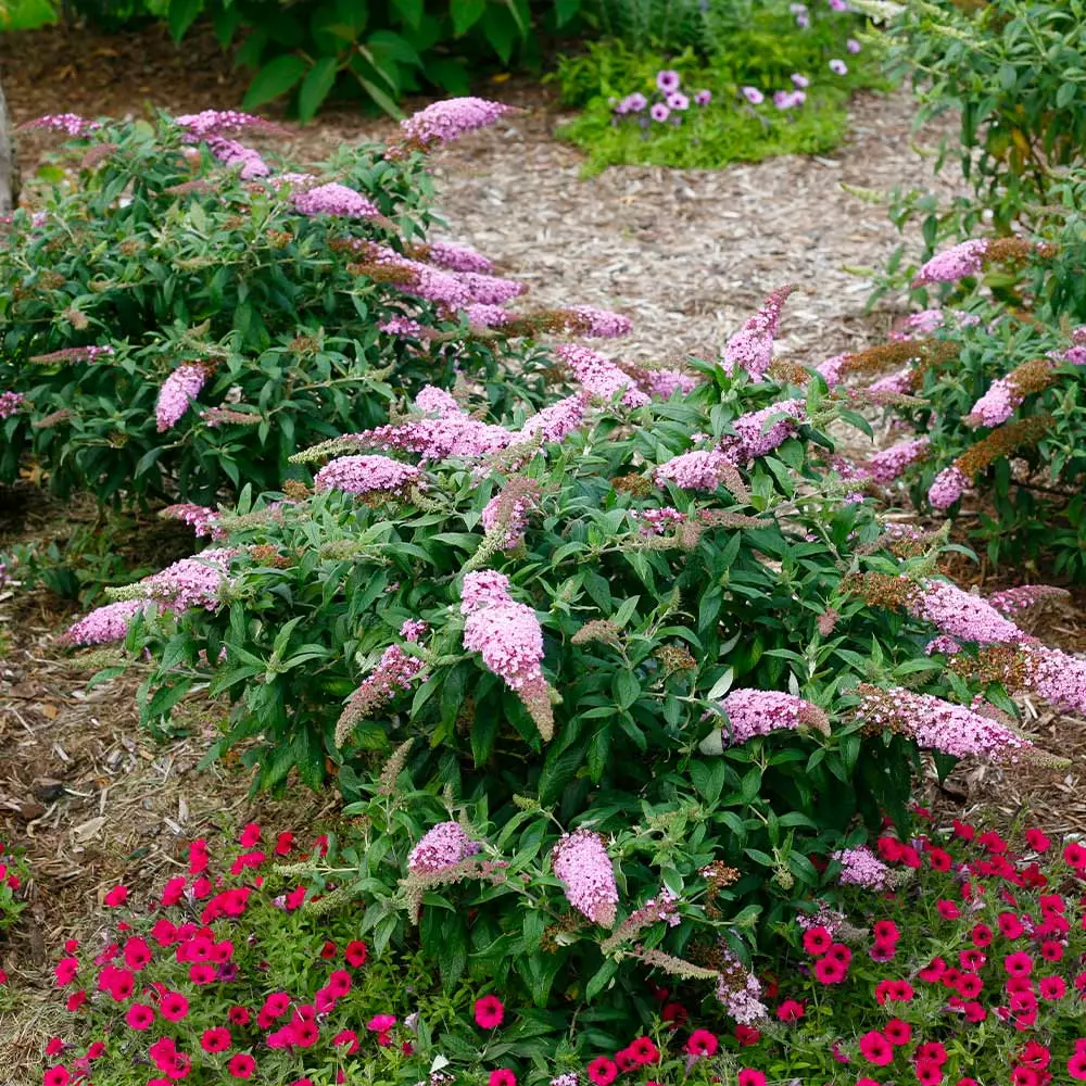 Brighter Blooms Pugster Pink® Butterfly Bush 3 Brighter Blooms Pugster Pink® Butterfly Bush