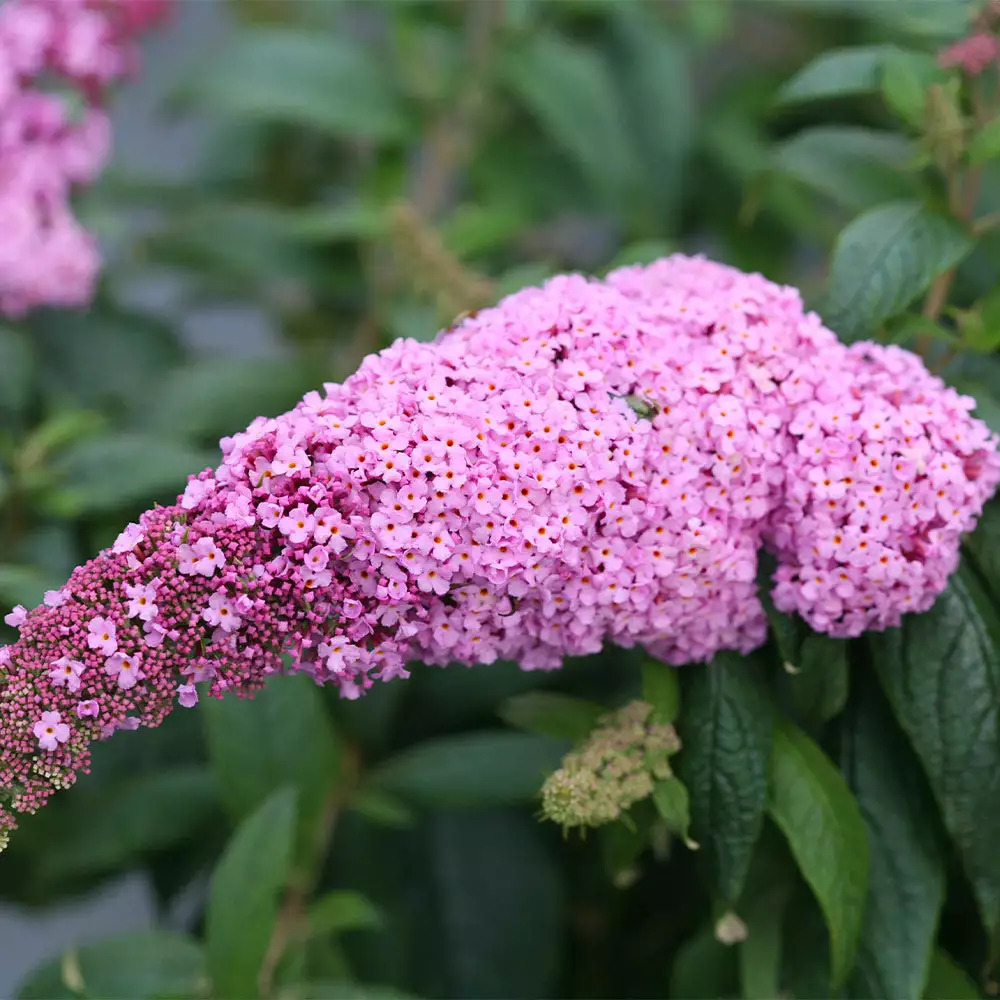 Brighter Blooms Pugster Pink® Butterfly Bush 2 Brighter Blooms Pugster Pink® Butterfly Bush