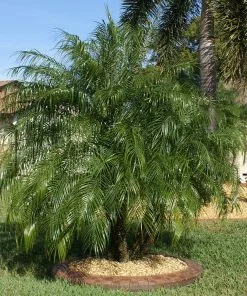 Brighter Blooms Pygmy Date Palm Tree 13 Brighter Blooms Pygmy Date Palm Tree