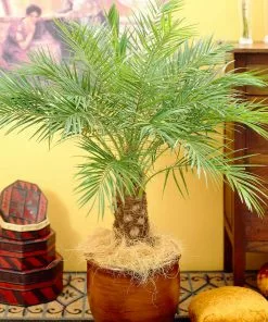 Brighter Blooms Pygmy Date Palm Tree 14 Brighter Blooms Pygmy Date Palm Tree