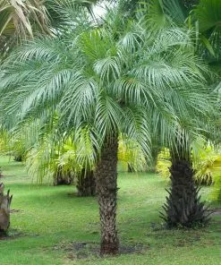 Brighter Blooms Pygmy Date Palm Tree 15 Brighter Blooms Pygmy Date Palm Tree