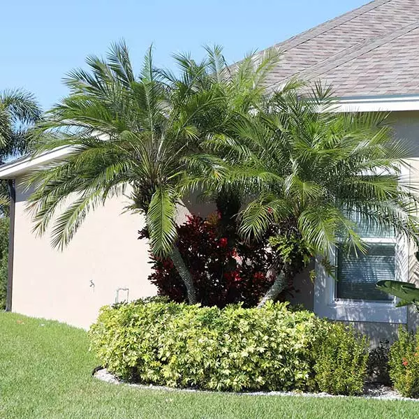 Brighter Blooms Pygmy Date Palm Tree 1 Brighter Blooms Pygmy Date Palm Tree