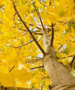 Brighter Blooms Shade Trees Quaking Aspen Tree