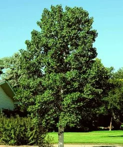 Brighter Blooms Shade Trees Quaking Aspen Tree 8 Brighter Blooms Shade Trees Quaking Aspen Tree