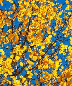 Brighter Blooms Shade Trees Quaking Aspen Tree 10 Brighter Blooms Shade Trees Quaking Aspen Tree