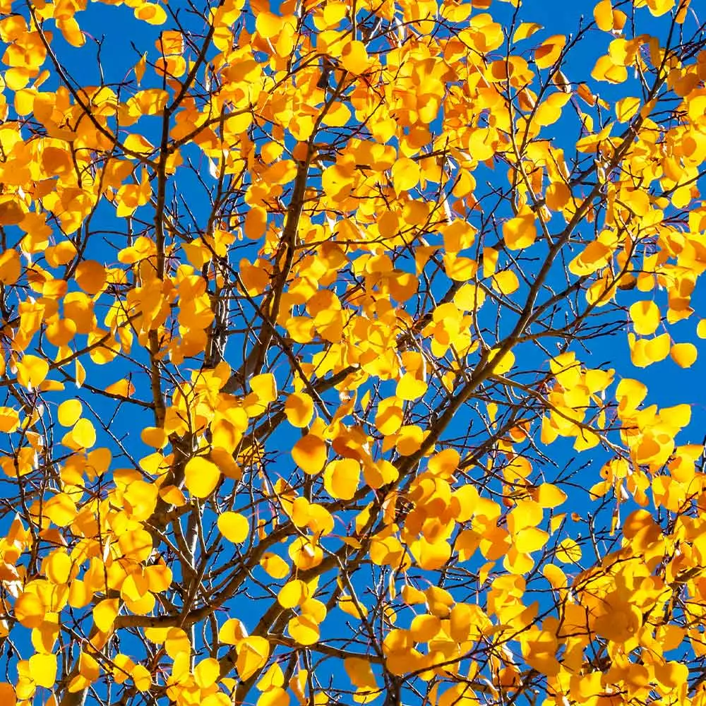 Brighter Blooms Shade Trees Quaking Aspen Tree 5 Brighter Blooms Shade Trees Quaking Aspen Tree