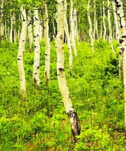 Brighter Blooms Shade Trees Quaking Aspen Tree 11 Brighter Blooms Shade Trees Quaking Aspen Tree