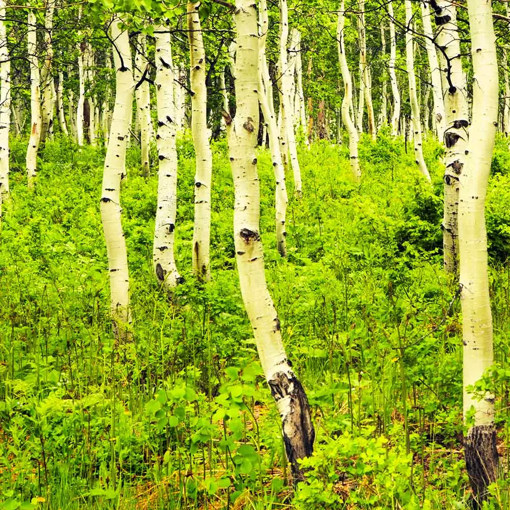 Brighter Blooms Shade Trees Quaking Aspen Tree 6 Brighter Blooms Shade Trees Quaking Aspen Tree