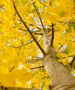Brighter Blooms Shade Trees Quaking Aspen Tree