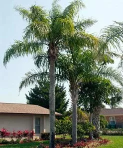 Brighter Blooms Queen Palm Tree