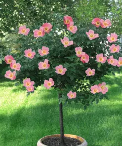 Brighter Blooms Rainbow Knock Out® Rose Tree Roses