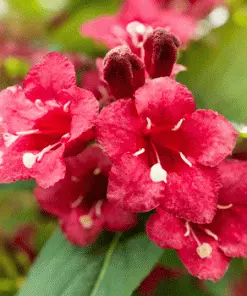Brighter Blooms Shrubs & Hedges Red Prince Weigela Tree