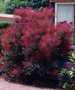 Brighter Blooms Royal Purple Smoke Tree