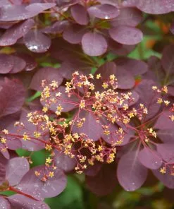 Brighter Blooms Royal Purple Smoke Tree