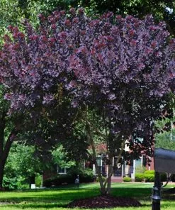 Brighter Blooms Royal Purple Smoke Tree