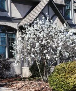 Brighter Blooms Royal Star Magnolia Tree Arborvitae Trees 8 Brighter Blooms Royal Star Magnolia Tree Arborvitae Trees