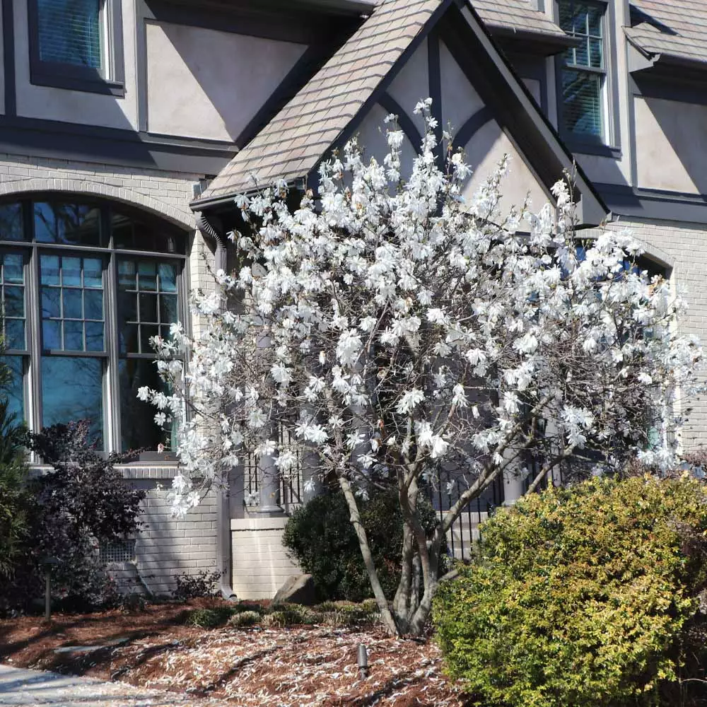Brighter Blooms Royal Star Magnolia Tree Arborvitae Trees 4 Brighter Blooms Royal Star Magnolia Tree Arborvitae Trees