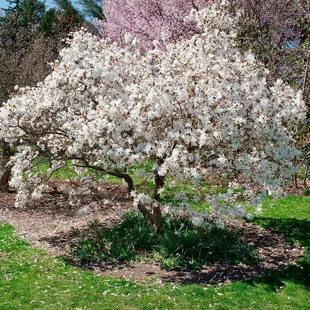 Brighter Blooms Royal Star Magnolia Tree Arborvitae Trees 2 Brighter Blooms Royal Star Magnolia Tree Arborvitae Trees