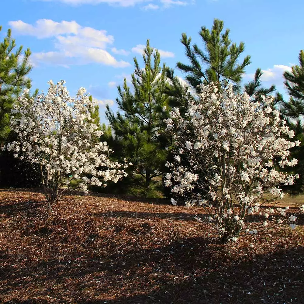Brighter Blooms Royal Star Magnolia Tree Arborvitae Trees 5 Brighter Blooms Royal Star Magnolia Tree Arborvitae Trees