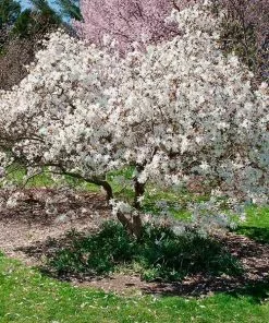 Brighter Blooms Royal Star Magnolia Tree Arborvitae Trees