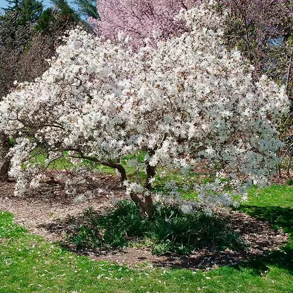 Brighter Blooms Royal Star Magnolia Tree Arborvitae Trees 1 Brighter Blooms Royal Star Magnolia Tree Arborvitae Trees