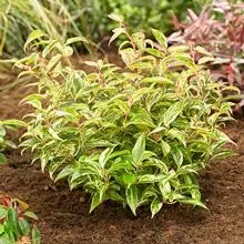 Brighter Blooms Shrubs & Hedges Rainbow Leucothoe Bush