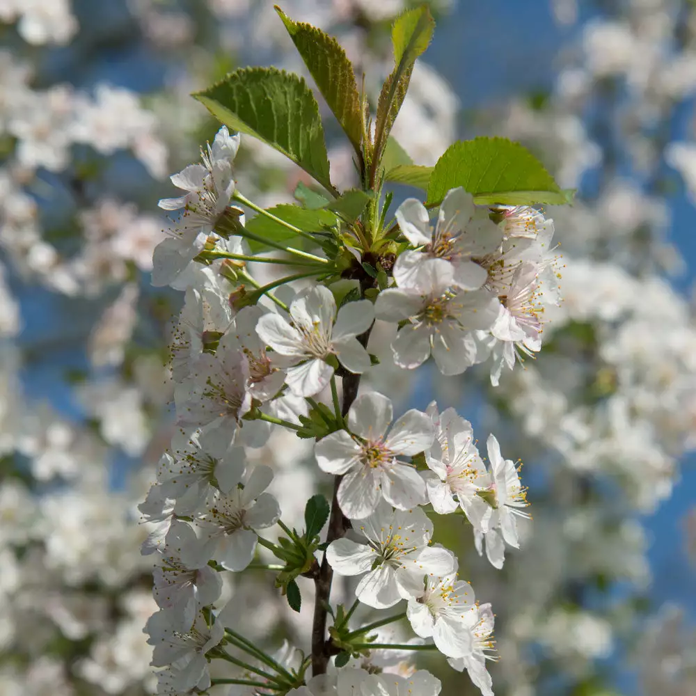 Brighter Blooms Fruit Trees Rainier Cherry Tree 4 Brighter Blooms Fruit Trees Rainier Cherry Tree