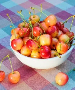 Brighter Blooms Fruit Trees Rainier Cherry Tree 6 Brighter Blooms Fruit Trees Rainier Cherry Tree