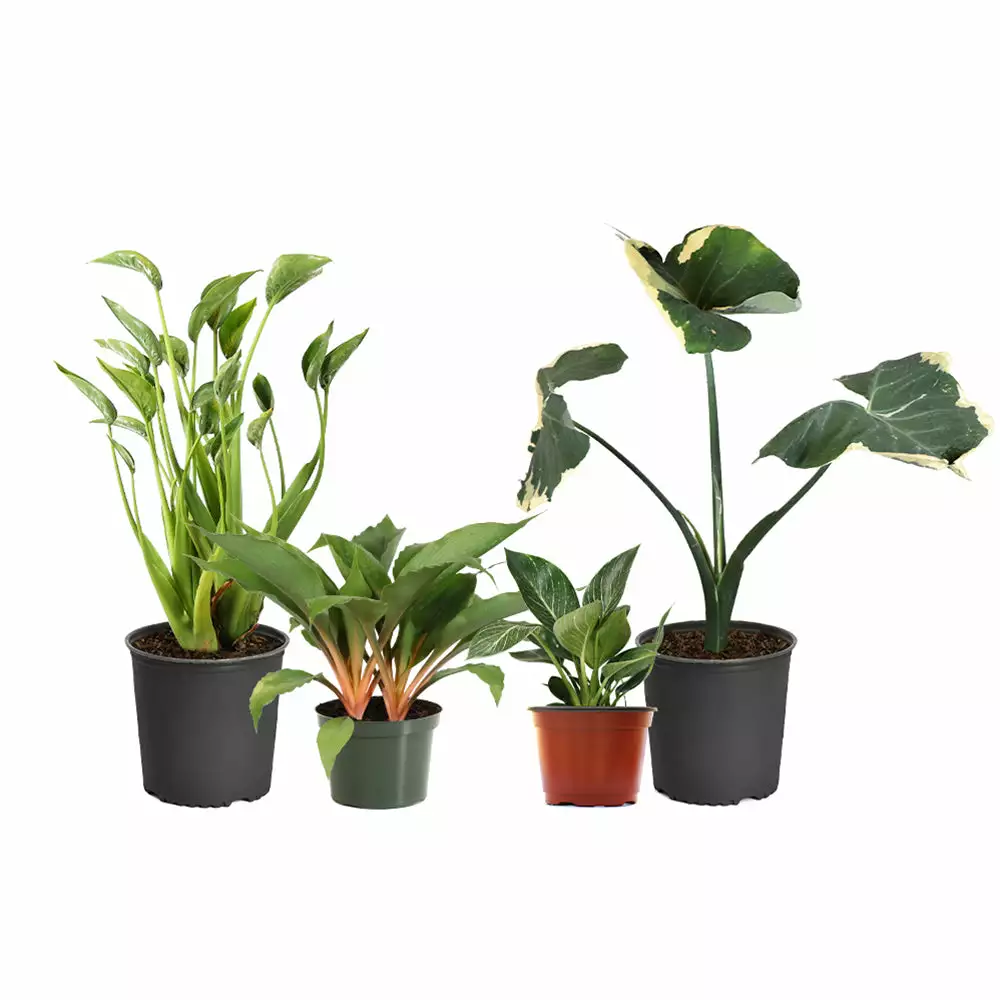 Brighter Blooms Rare House Plant Kit House & Patio 2 Brighter Blooms Rare House Plant Kit House & Patio