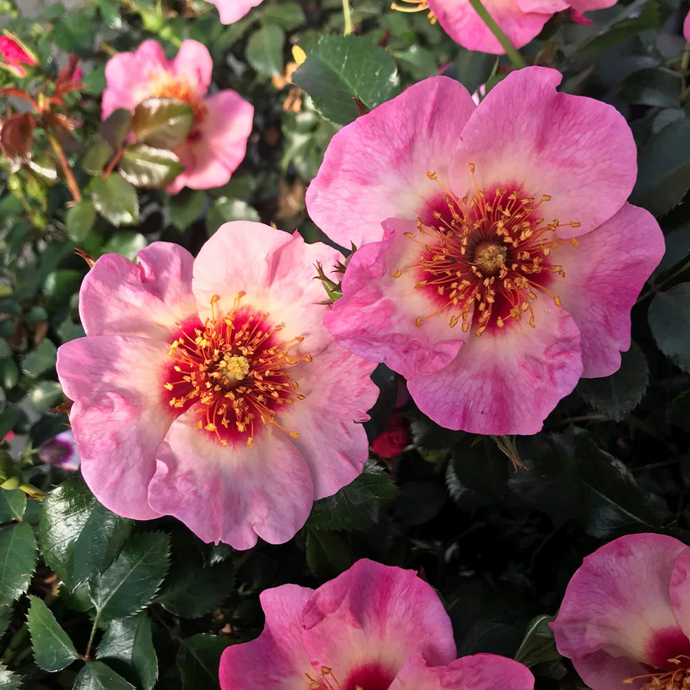 Brighter Blooms Raspberry Kiss™ Rose Tree 2 Brighter Blooms Raspberry Kiss™ Rose Tree