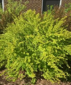 Brighter Blooms Raspberry Lemonade™ Ninebark Shrubs & Hedges 7 Brighter Blooms Raspberry Lemonade™ Ninebark Shrubs & Hedges