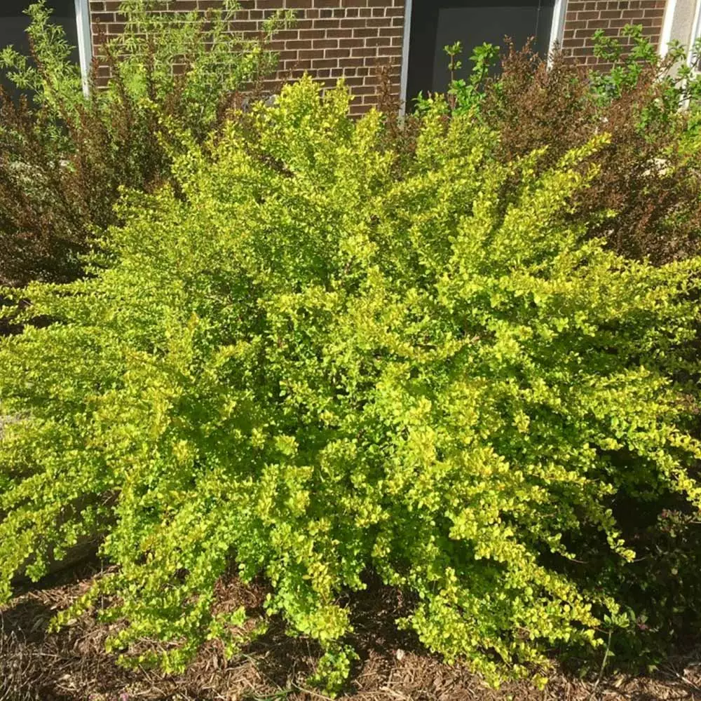 Brighter Blooms Raspberry Lemonade™ Ninebark Shrubs & Hedges 4 Brighter Blooms Raspberry Lemonade™ Ninebark Shrubs & Hedges