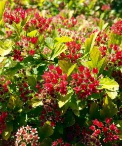 Brighter Blooms Raspberry Lemonade™ Ninebark Shrubs & Hedges 6 Brighter Blooms Raspberry Lemonade™ Ninebark Shrubs & Hedges