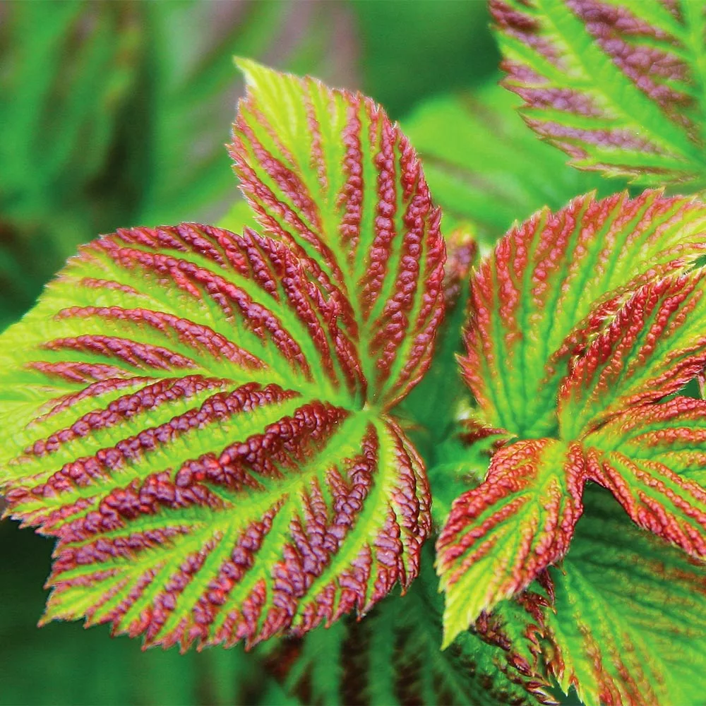 Brighter Blooms Bushel And Berry® Raspberry Shortcake® Bush Fruit Trees 3 Brighter Blooms Bushel And Berry® Raspberry Shortcake® Bush Fruit Trees