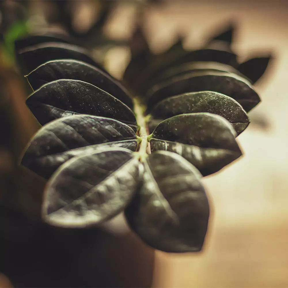 Brighter Blooms Raven ZZ Plant House & Patio 3 Brighter Blooms Raven ZZ Plant House & Patio