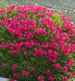 Brighter Blooms Red Oleander Shrub 7 Brighter Blooms Red Oleander Shrub