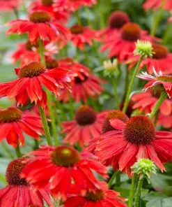Brighter Blooms Sombrero® Salsa Red Coneflower Perennials 6 Brighter Blooms Sombrero® Salsa Red Coneflower Perennials