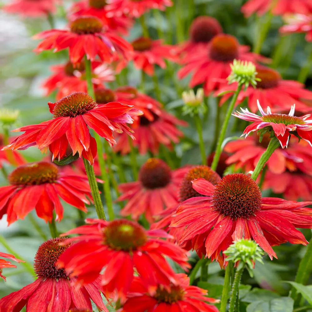 Brighter Blooms Sombrero® Salsa Red Coneflower Perennials 3 Brighter Blooms Sombrero® Salsa Red Coneflower Perennials