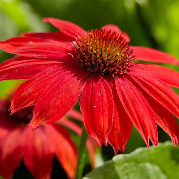 Brighter Blooms Sombrero® Salsa Red Coneflower Perennials 1 Brighter Blooms Sombrero® Salsa Red Coneflower Perennials