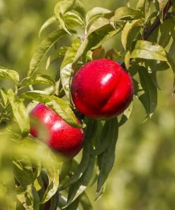 Brighter Blooms Red Gold Nectarine Tree
