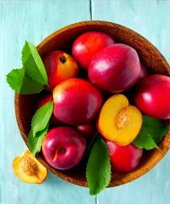 Brighter Blooms Red Gold Nectarine Tree 6 Brighter Blooms Red Gold Nectarine Tree