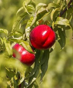 Brighter Blooms Red Gold Nectarine Tree