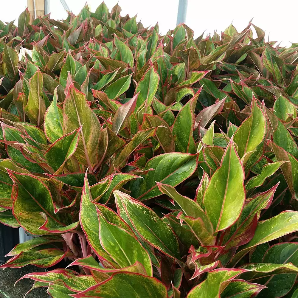 Brighter Blooms Red Chinese Evergreen Plant Shrubs & Hedges 4 Brighter Blooms Red Chinese Evergreen Plant Shrubs & Hedges