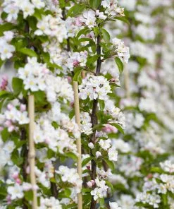 Brighter Blooms Scarlet Sentinel™ Columnar Apple Tree Apples Trees 5 Brighter Blooms Scarlet Sentinel™ Columnar Apple Tree Apples Trees
