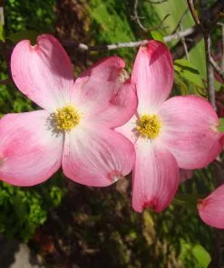 Brighter Blooms Red Dogwood Tree 6 Brighter Blooms Red Dogwood Tree