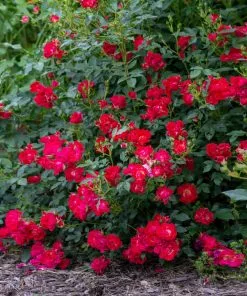Brighter Blooms Red Drift® Rose 5 Brighter Blooms Red Drift® Rose